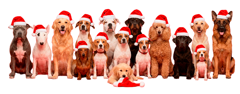 Navidad DogMaster